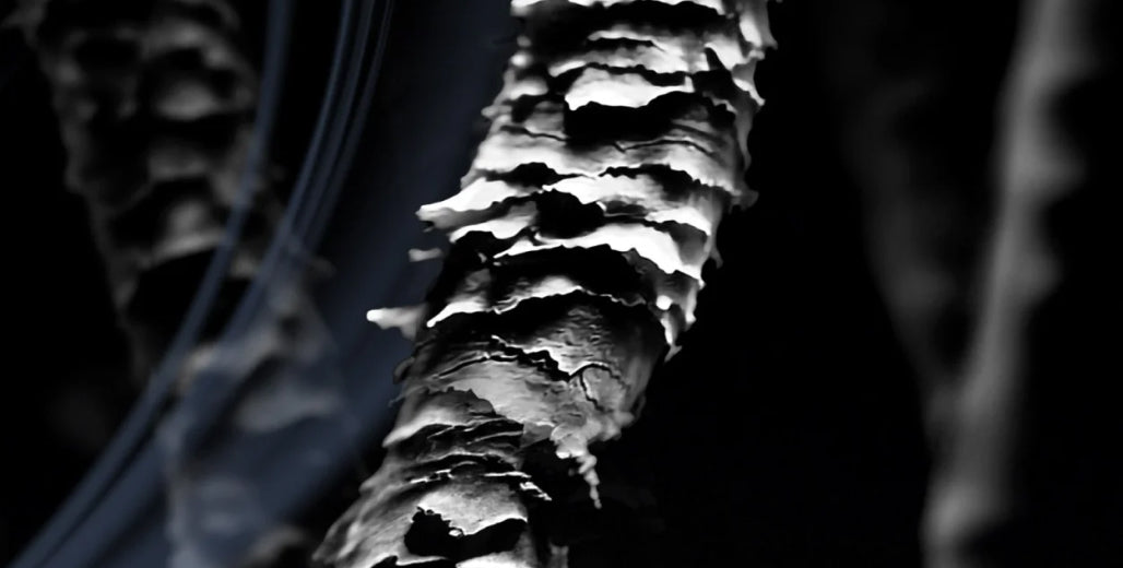 Full width image